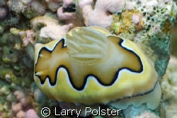 One of many unique nudis in Lembeh by Larry Polster 
